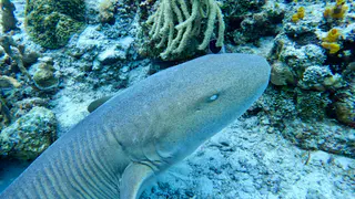 Underwater photograph by Joel Bergsma