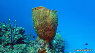 Underwater photograph by Joel Bergsma