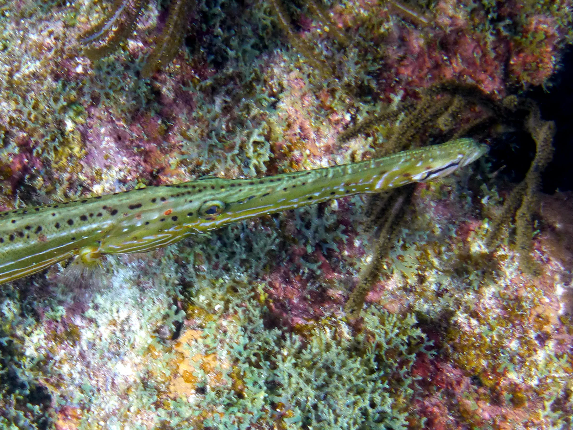 Trumpetfish, Bonaire, 2013