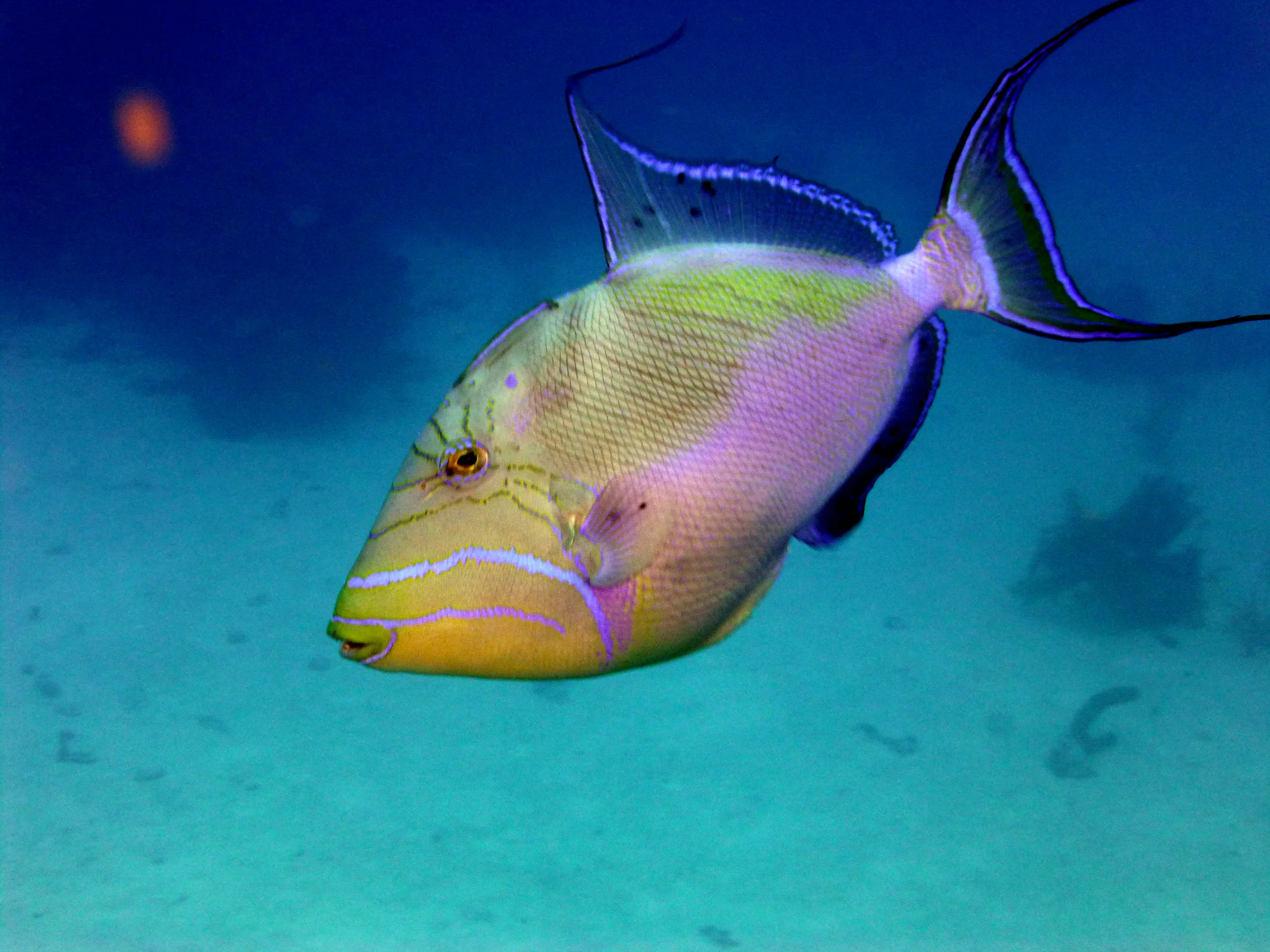 Belize underwater photograph, 2017