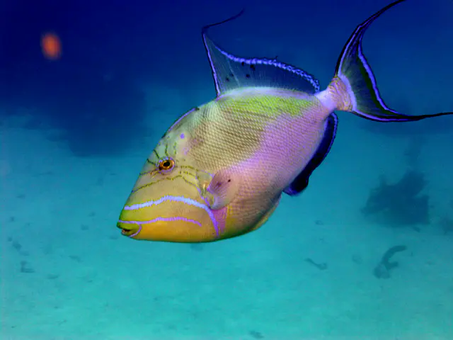 Underwater photograph by Joel Bergsma