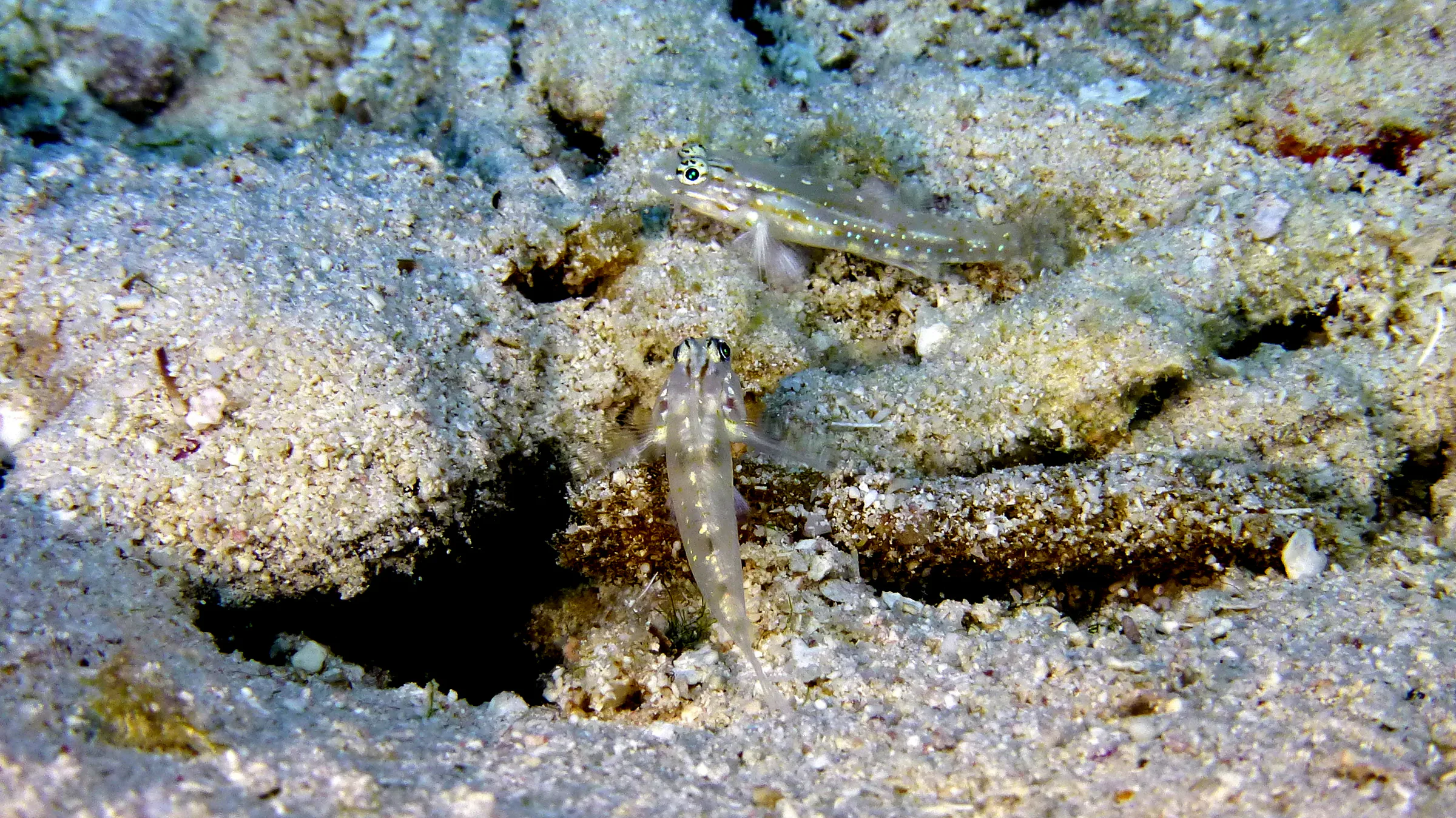 Blenny, Belize, 2017
