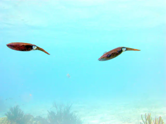 Underwater photograph by Joel Bergsma