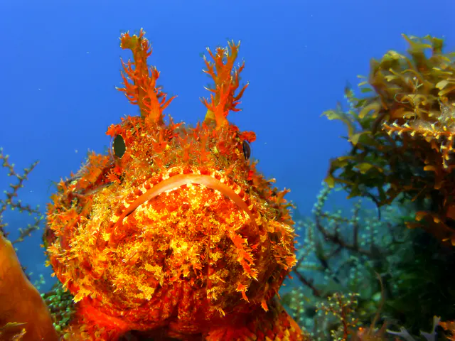 Underwater photograph by Joel Bergsma