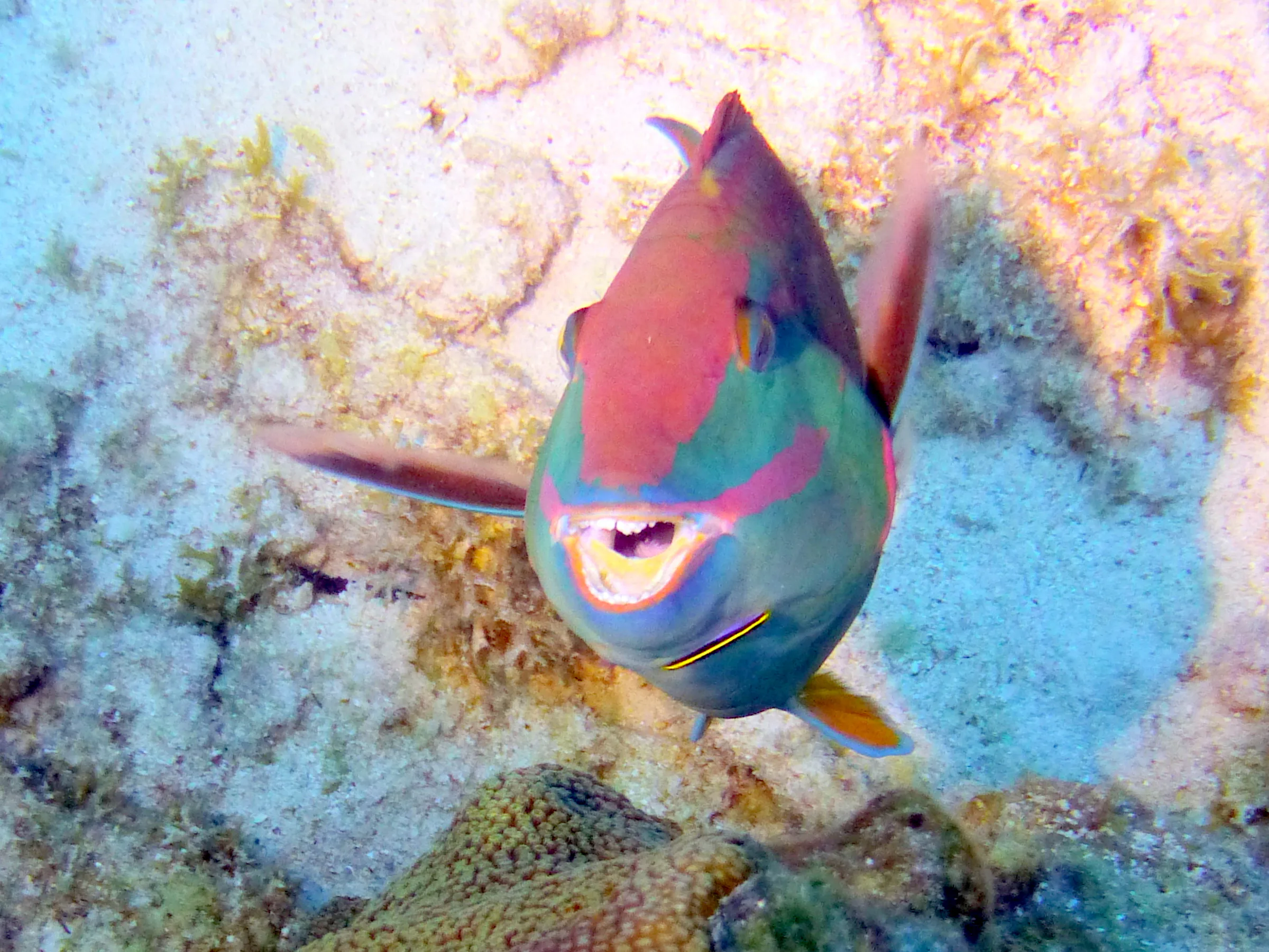 Parrotfish, Bonaire, 2013
