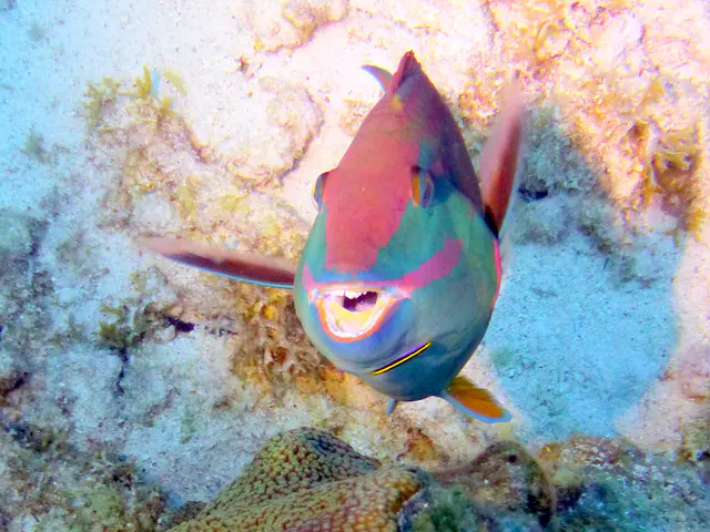 Underwater photograph by Joel Bergsma