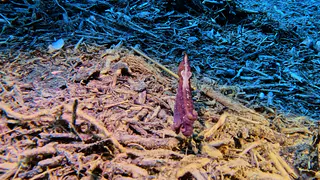Underwater photograph by Joel Bergsma