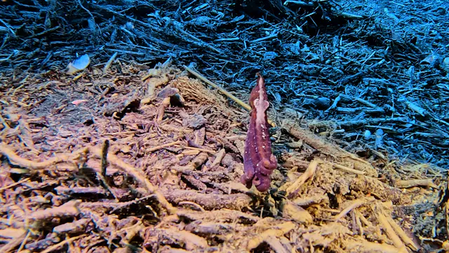 Underwater photograph by Joel Bergsma