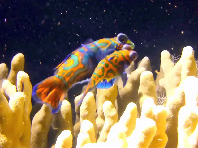 Underwater photograph by Joel Bergsma
