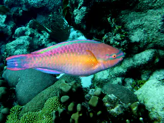 Underwater photograph by Joel Bergsma
