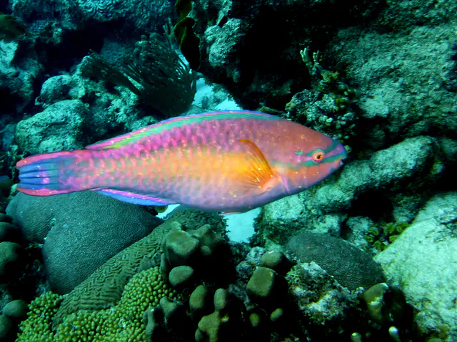 Underwater photograph by Joel Bergsma