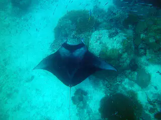 Manta Ray glides by directly under me.
