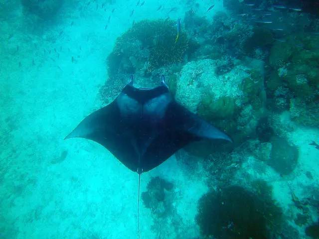 Manta Ray glides by directly under me.