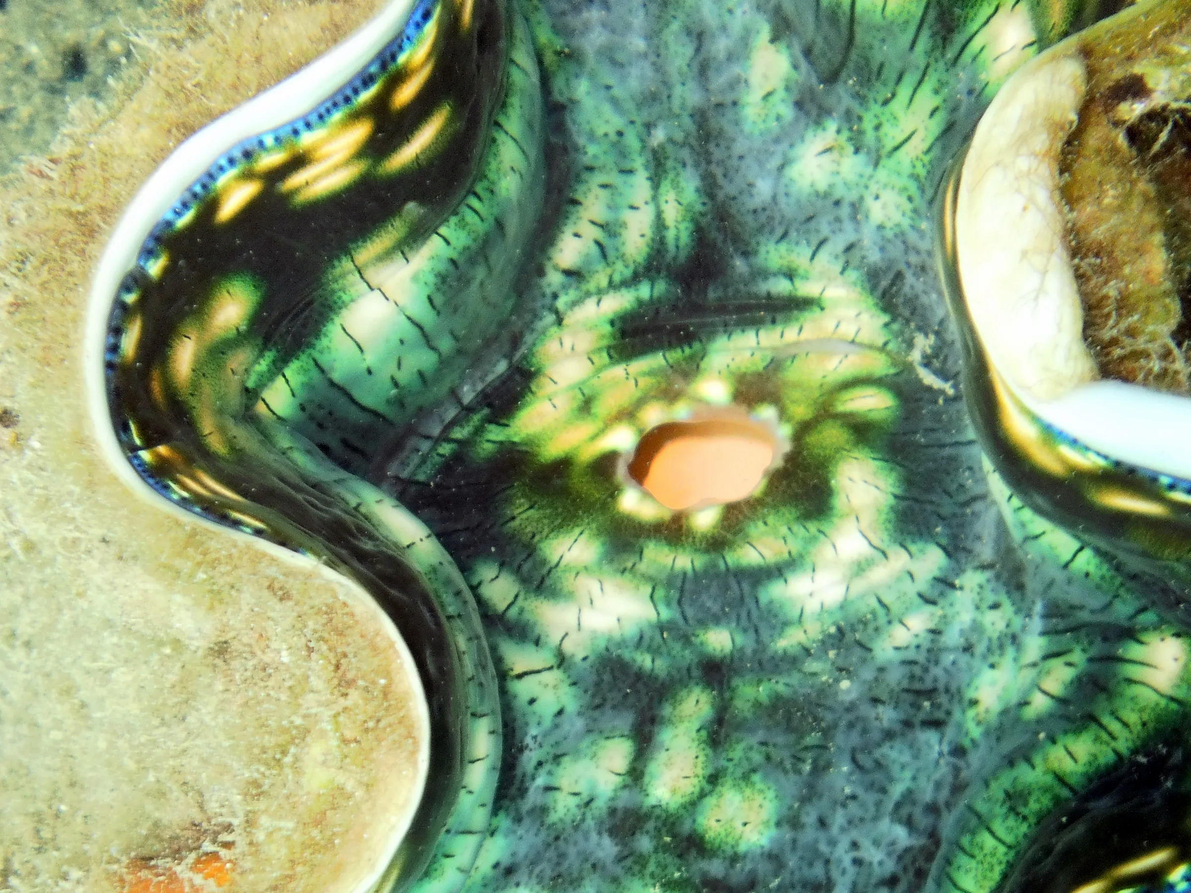 Close up photo of a green clam at Sam's Wall.