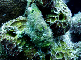 Underwater photograph by Joel Bergsma