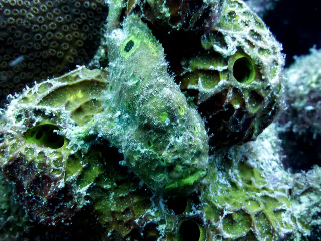 Underwater photograph by Joel Bergsma