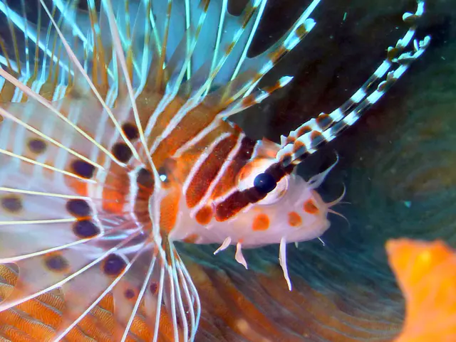 Underwater photograph by Joel Bergsma