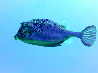 Underwater photograph by Joel Bergsma