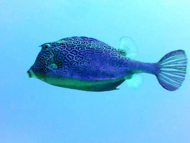 Underwater photograph by Joel Bergsma