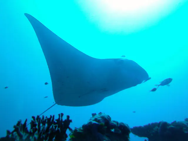Manta Ray