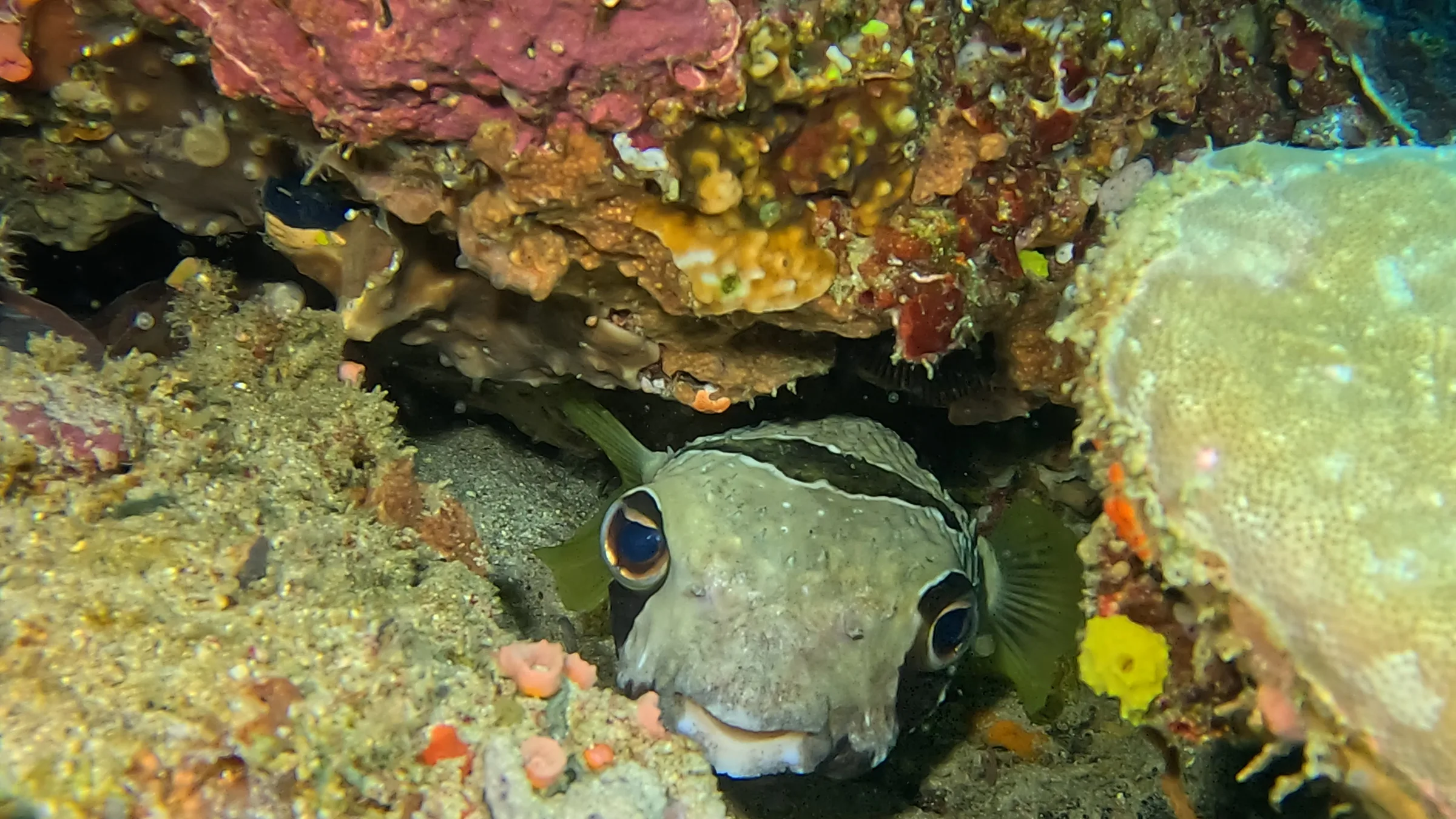 Philippines underwater photograph, 2026