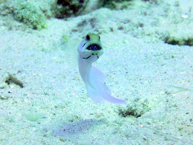 Underwater photograph by Joel Bergsma