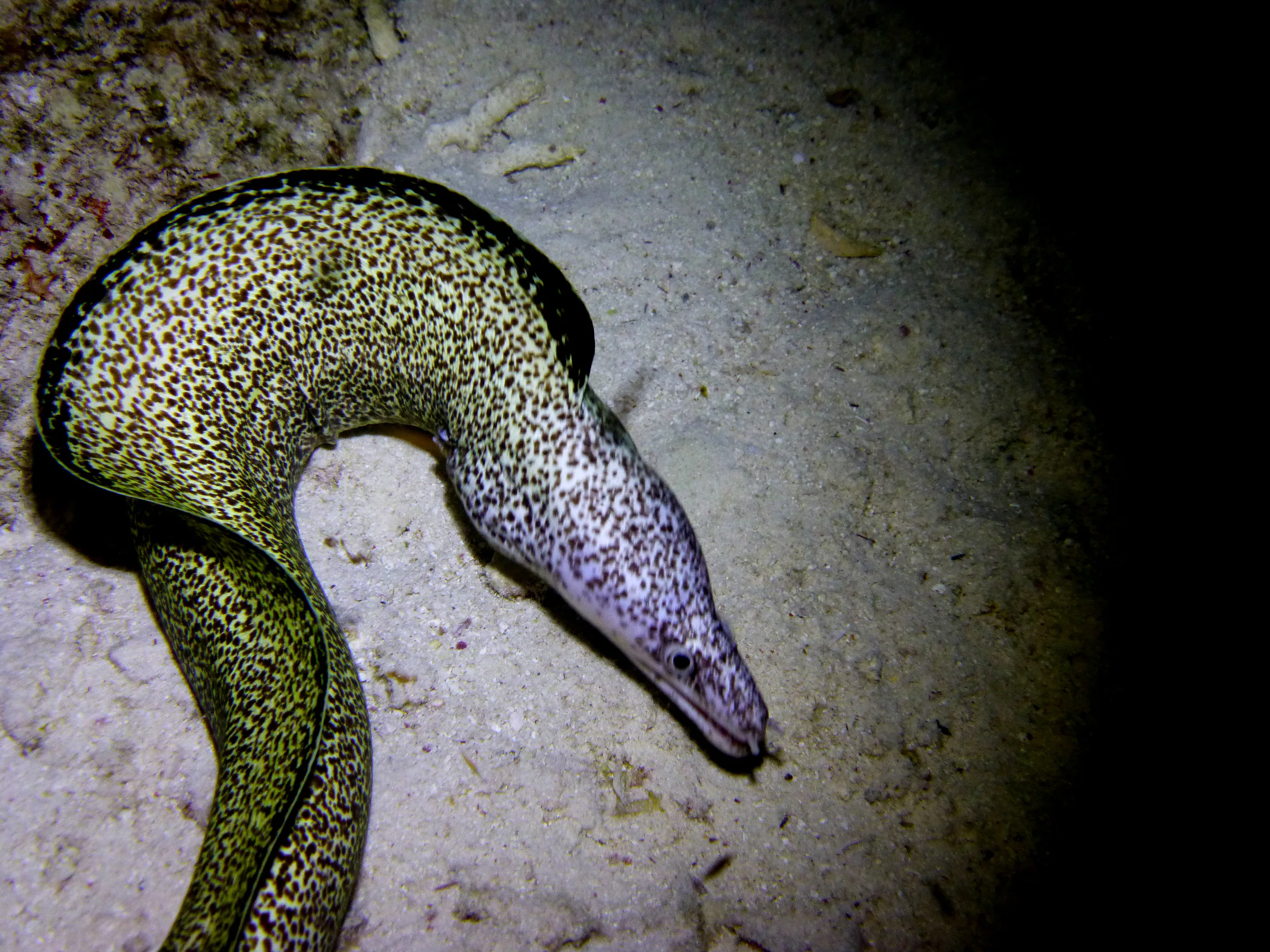 Bonaire underwater photograph, 2013