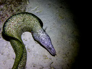 Underwater photograph by Joel Bergsma