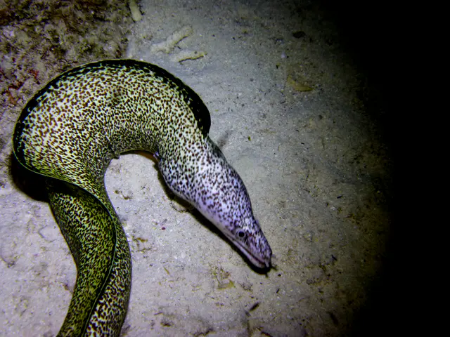 Underwater photograph by Joel Bergsma