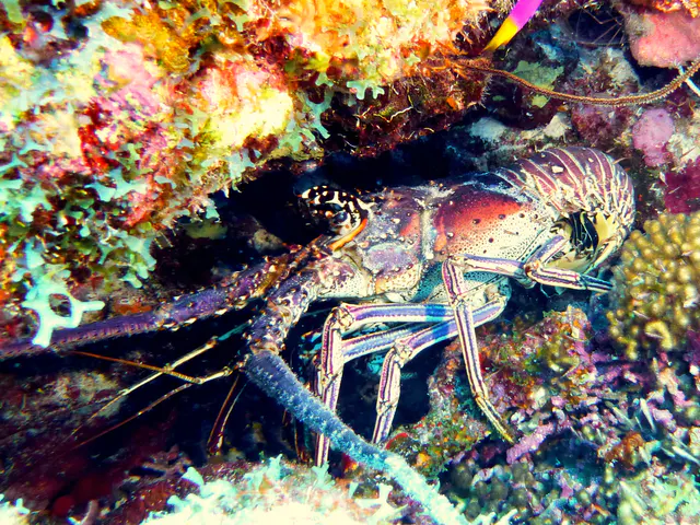 Underwater photograph by Joel Bergsma