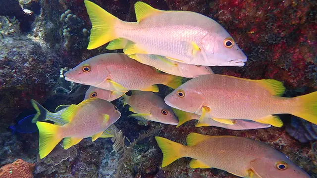 yellow tail grunt fish