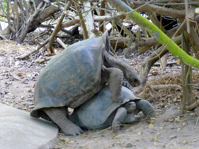 Giant Tortoises mating