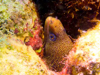 Underwater photograph by Joel Bergsma