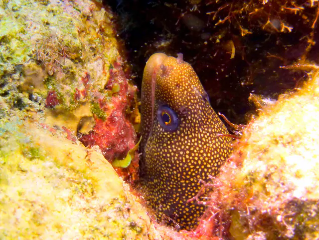 Underwater photograph by Joel Bergsma