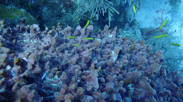 Yellow Wrasse