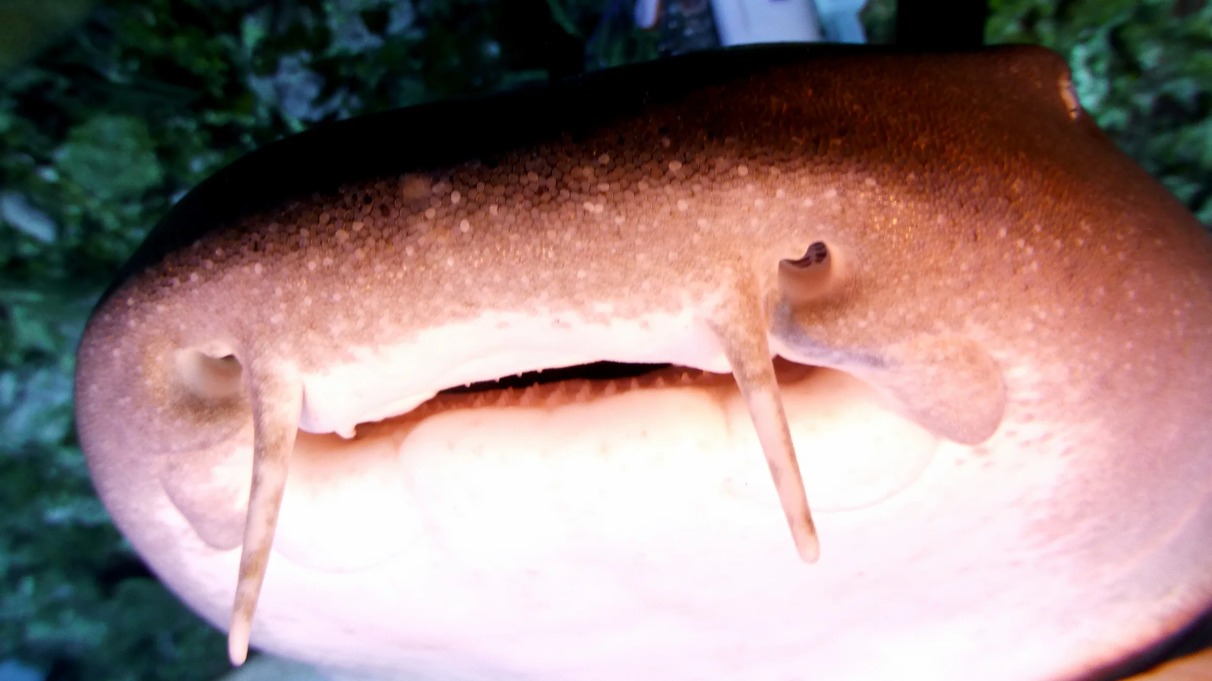 Nurse Shark, Belize, 2017