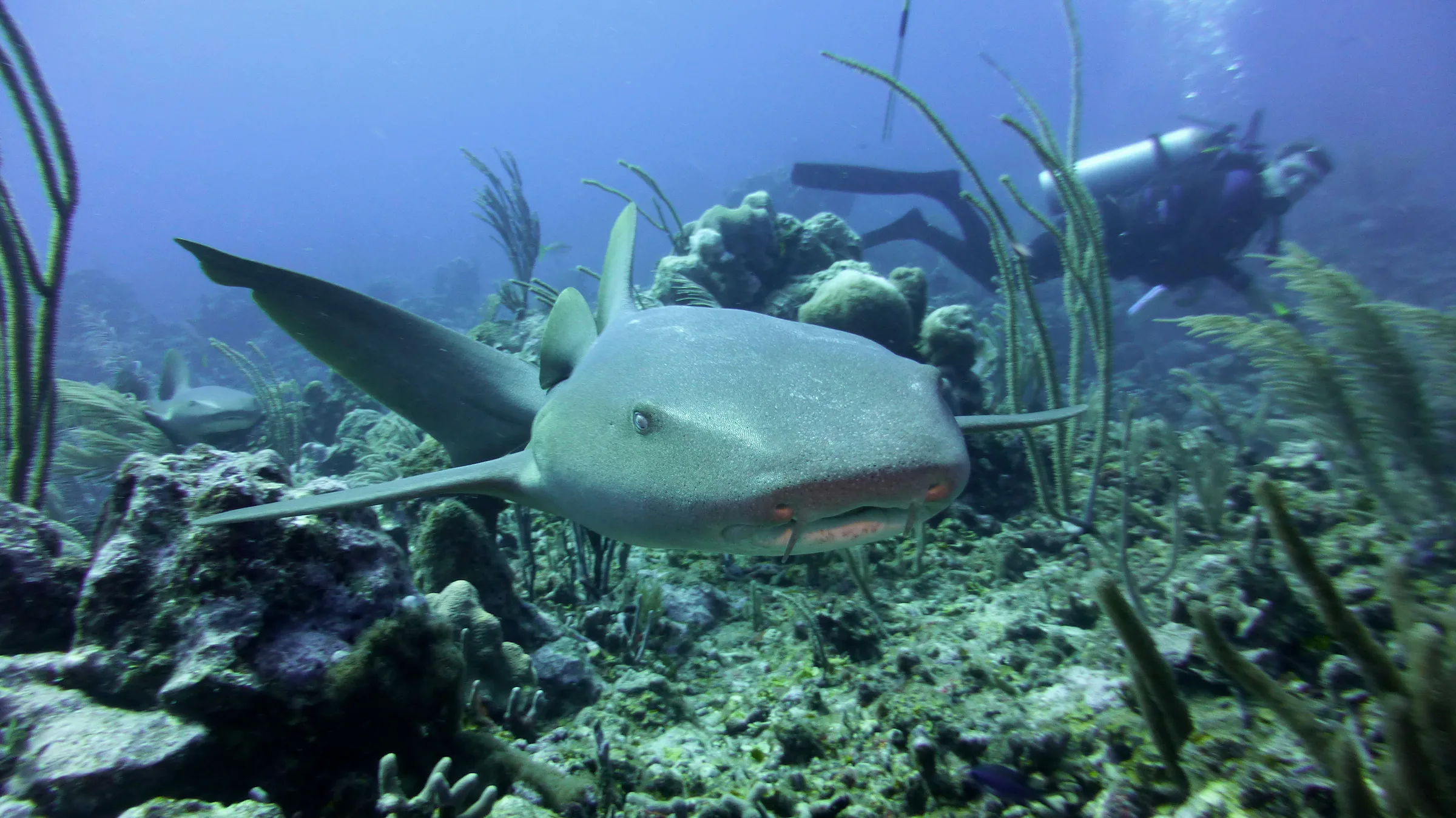 Nurse Shark, Belize, 2017