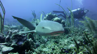 Underwater photograph by Joel Bergsma