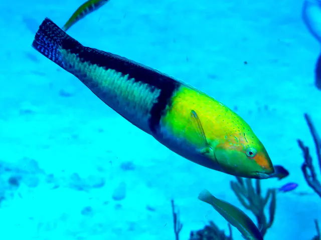 Underwater photograph by Joel Bergsma