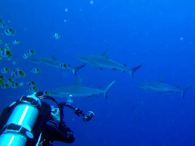 4 Grey Sharks swim by near to us.