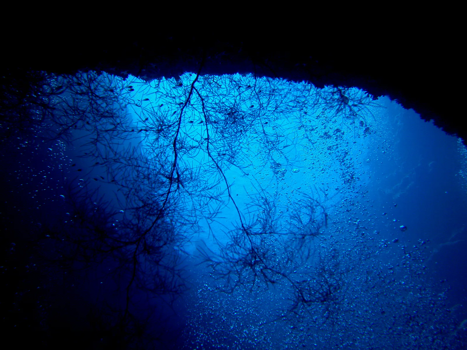 Soft coral growing from the cavern's wall is highlighted in the light from one of the blue holes.