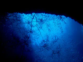 Soft coral growing from the cavern's wall is highlighted in the light from one of the blue holes.