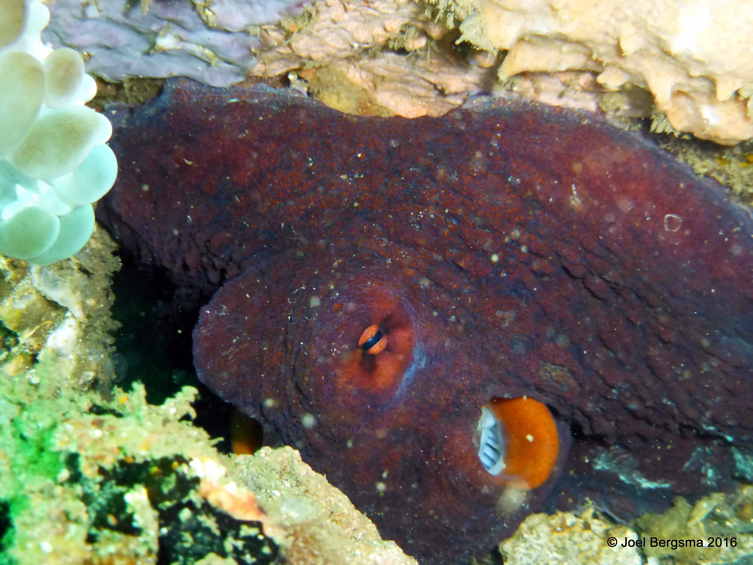 Octopus, Komodo, 2016