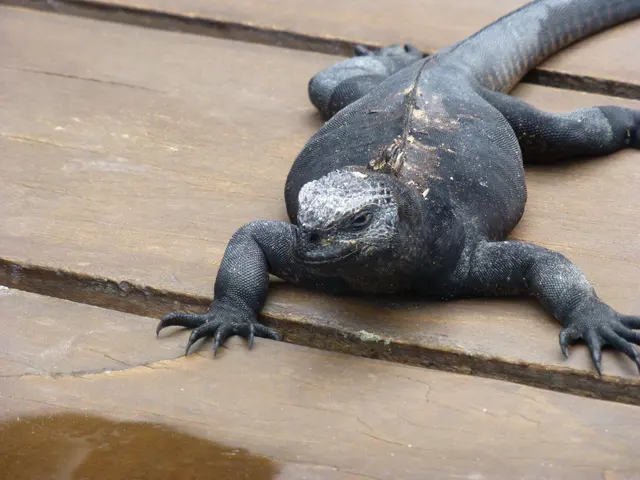 Marine Iguana (endemic species).  Warming itself on the outdoor deck of the Lodge.