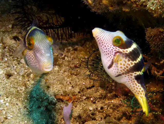 Underwater photograph by Joel Bergsma
