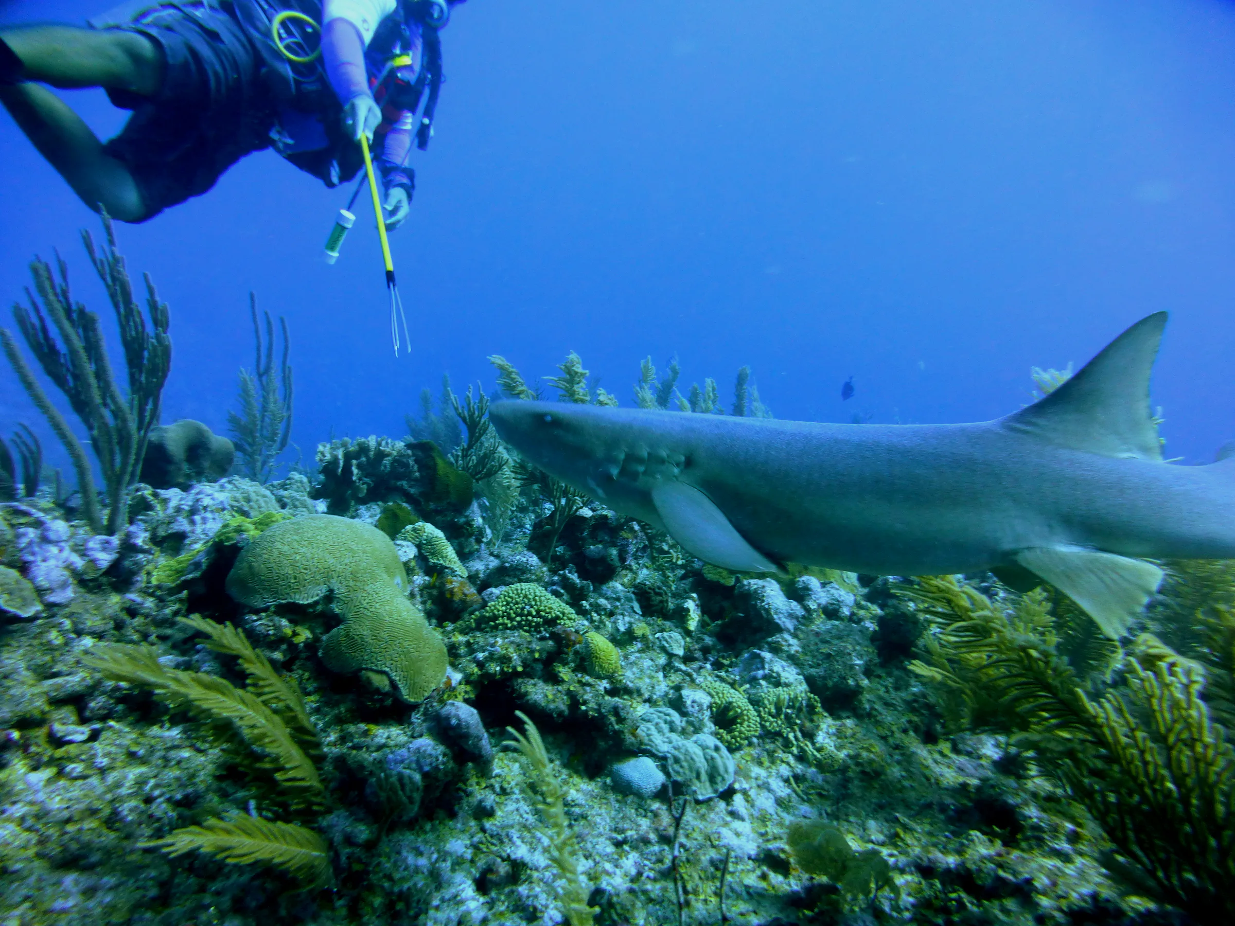 Nurse Shark, Belize, 2017
