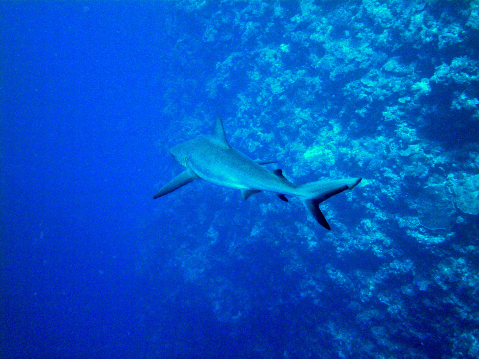 Grey reef shark swims away from us along the reef wall.