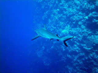 Grey reef shark swims away from us along the reef wall.