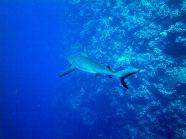 Grey reef shark swims away from us along the reef wall.