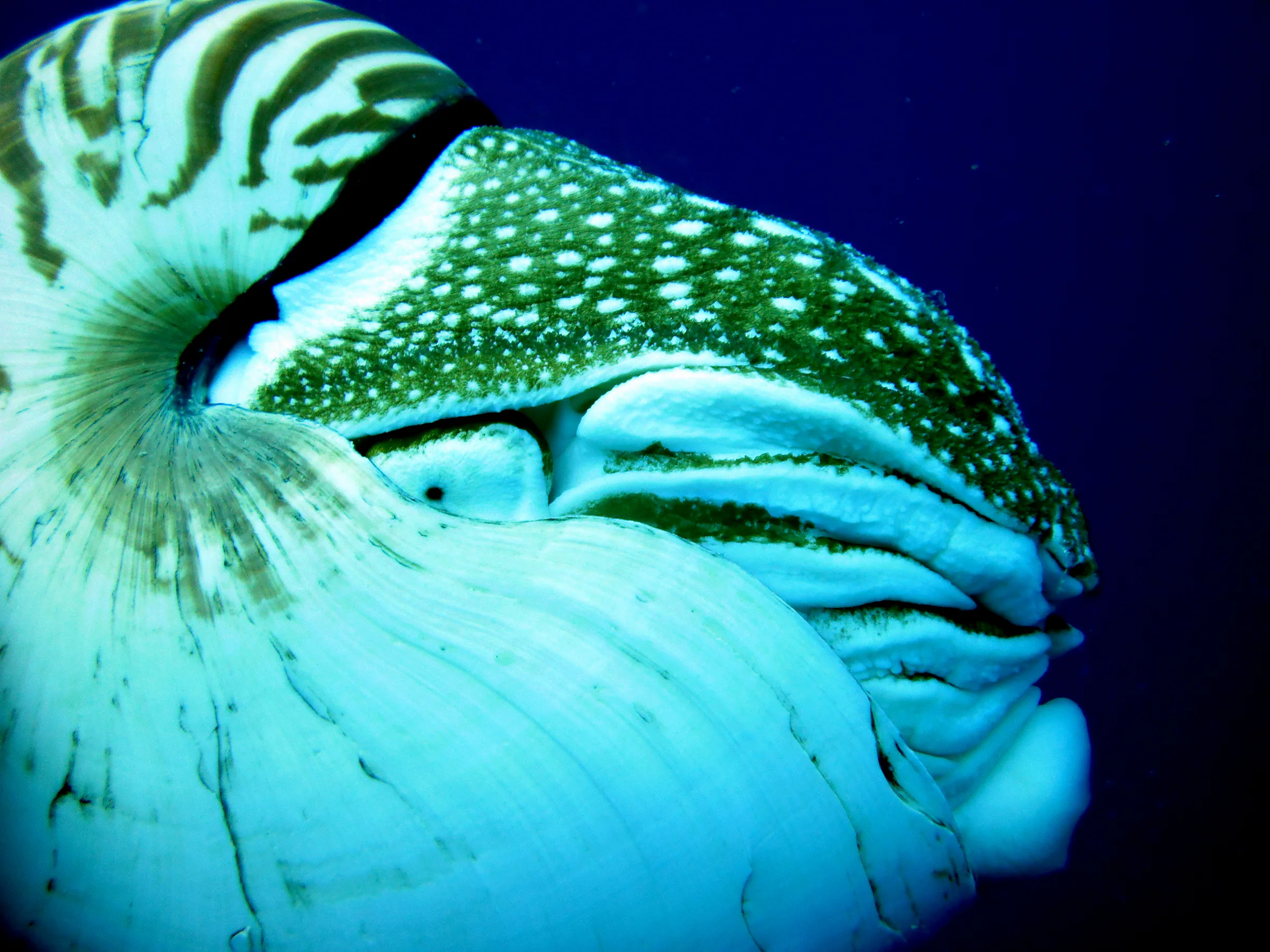 Emporer Nautilus aka Chambered Nautilus.  Another close up of the eye and drawn in tentacles.  Paul Humann, et al, Reef Creature Identification (2010), page 405.
